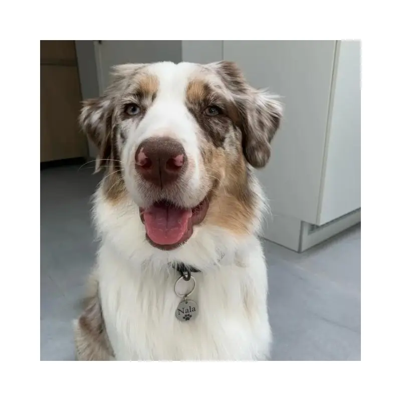 Hondenpenning laten maken Naampenning met pootje hond met naam voor honden graveren zelf ontwerpen