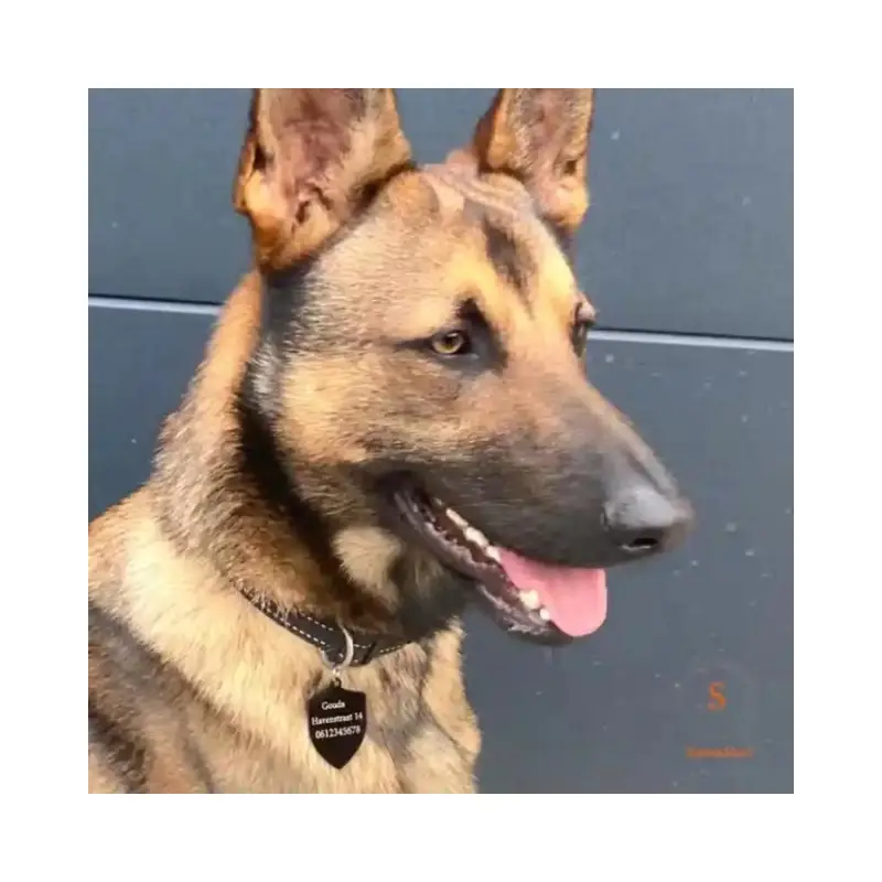 Luxe hondenpenning met naam hond graveren - Gegraveerde penning voor je hond met naam, adres en telefoonnummer