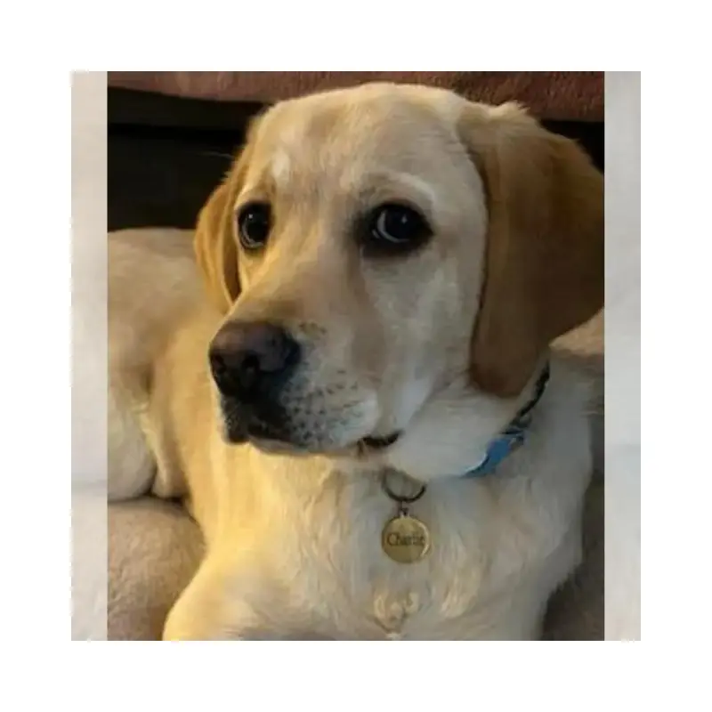 Dierenpenning QR code met naam en adres Titanium - Laat je persoonlijke gegevens omzetten naar een QR code - Dieren penning met QR code voor kat en hond