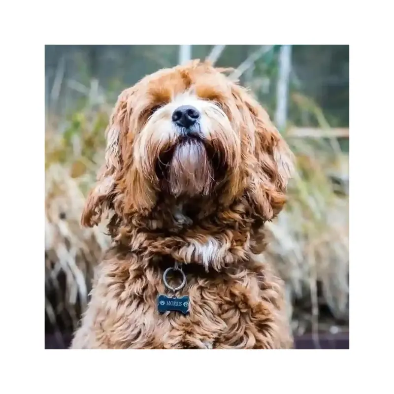 Honden penning graveren Bot Hondenpenning met naam en telefoonnummer