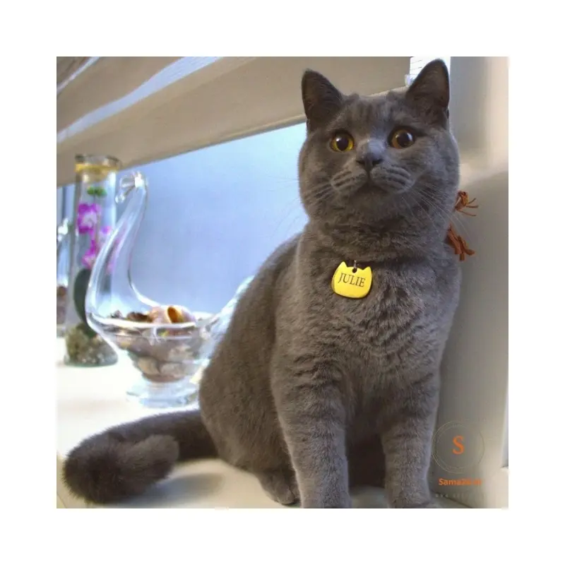 Kattenpenning met adres naam van kat online bestellen kleine penning laten graveren Poes