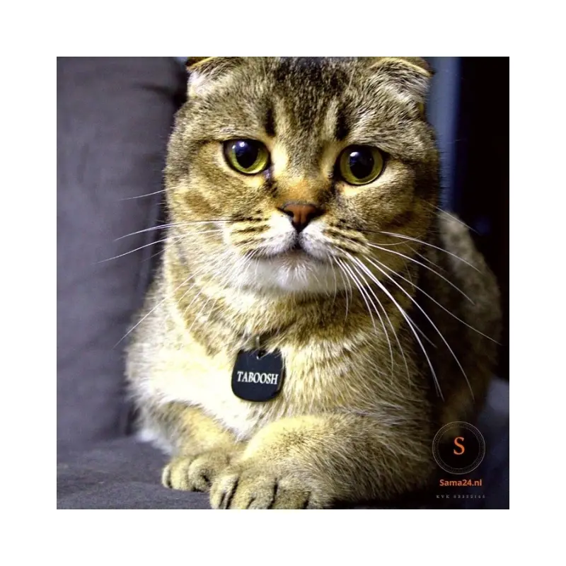 Poes