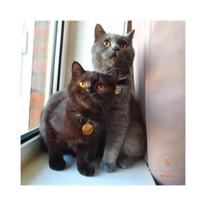 Hondenpenning bestellen met naam Penning hond of kat online bestellen gratis verzonden in NL en Belgie Gratis graveren met adres