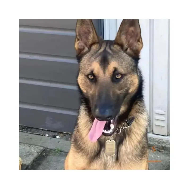 Goede hondenpenning - Naam Tag hond graveren